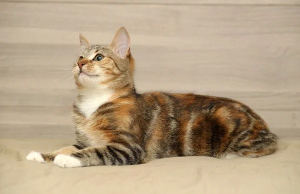 Striped Tricolor Cat Light Background — Stock Photo, Image