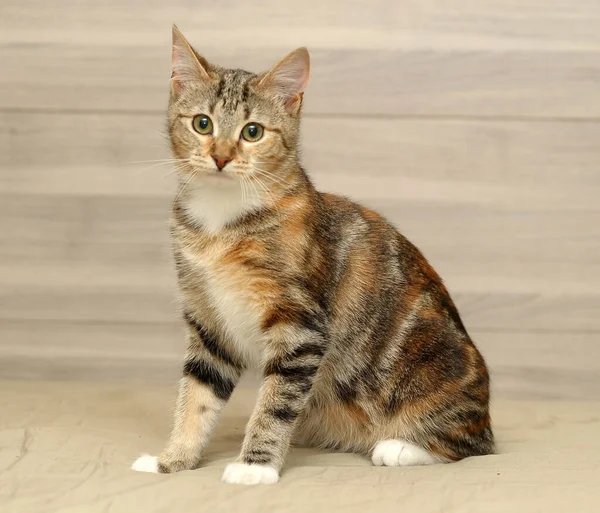 Açık Arkaplanda Çizgili Renkli Kedi — Stok fotoğraf