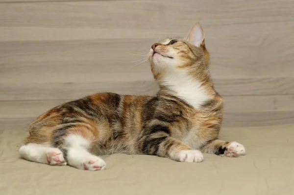Pruhované Trikolórní Kočka Světlém Pozadí — Stock fotografie