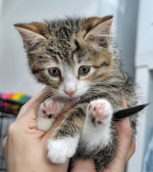 Lindo Poco Rayas Con Blanco Gatito — Foto de Stock