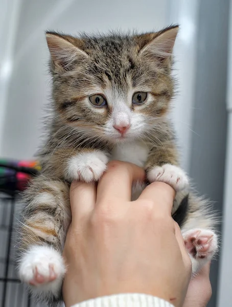 Schattig Klein Gestreept Met Wit Katje — Stockfoto