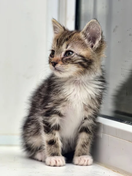 Lindo Poco Rayas Con Blanco Gatito Ventana Alféizar Casa —  Fotos de Stock