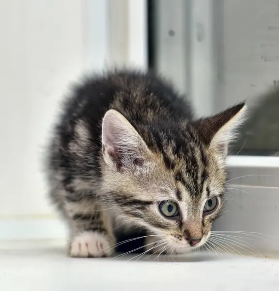 Lindo Poco Rayas Con Blanco Gatito Ventana Alféizar Casa —  Fotos de Stock