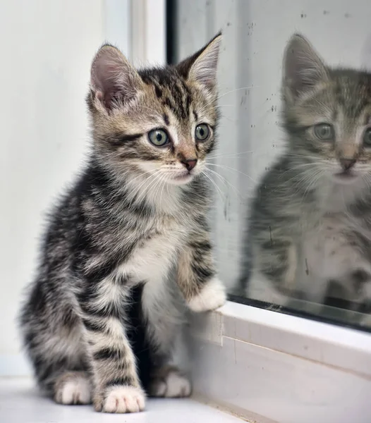 Lindo Poco Rayado Con Blanco Gatito Reflexión Vidrio —  Fotos de Stock