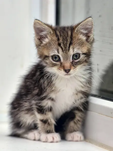 Lindo Poco Rayas Con Blanco Gatito Ventana Alféizar Casa —  Fotos de Stock