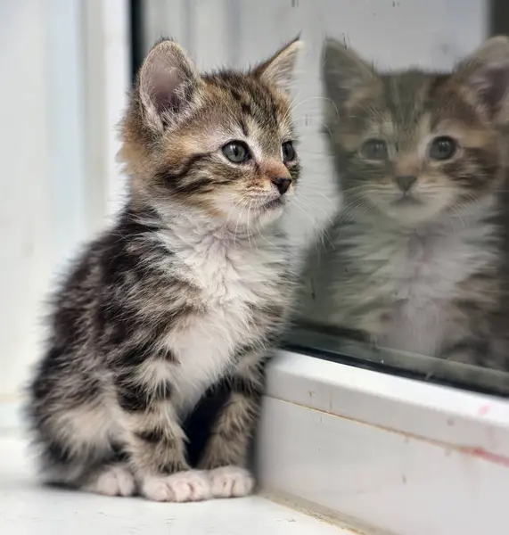 Lindo Poco Rayado Con Blanco Gatito Reflexión Vidrio —  Fotos de Stock