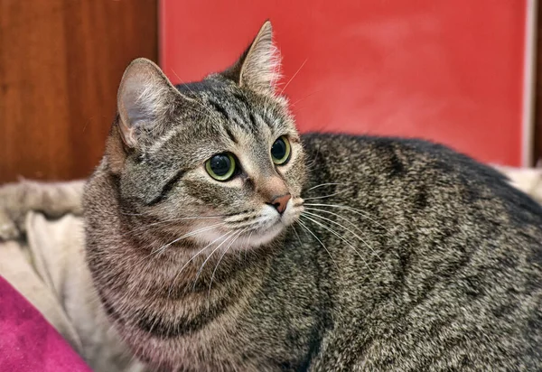 Striped European Shorthair Cat Home Close — Stock Photo, Image
