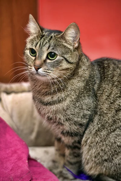 Striped European Shorthair Cat Home Close — Stock Photo, Image