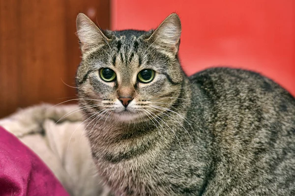 Listrado Europeu Curto Gato Casa Perto — Fotografia de Stock