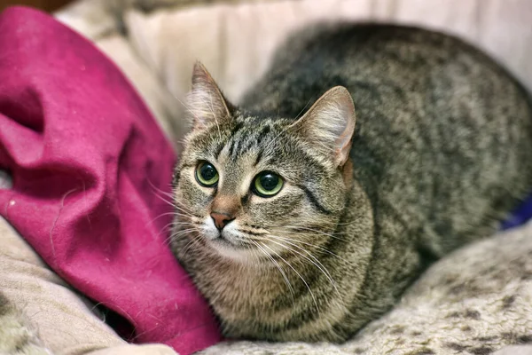 Rayas Europeo Taquigrafía Gato Casa Cerca — Foto de Stock