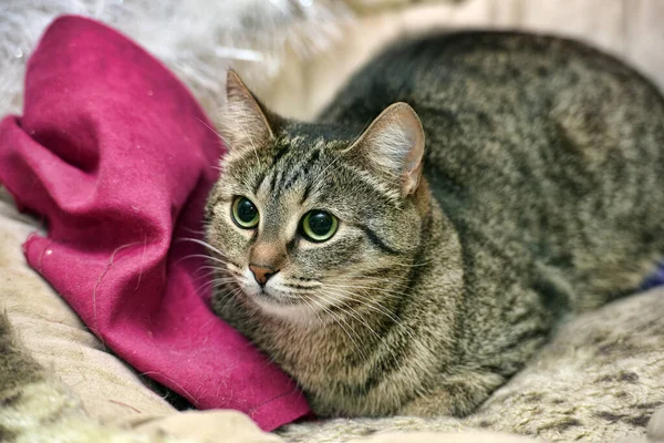 Rayas Europeo Taquigrafía Gato Casa Cerca — Foto de Stock