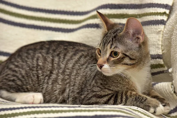 소파에 줄무늬 고양이 — 스톡 사진