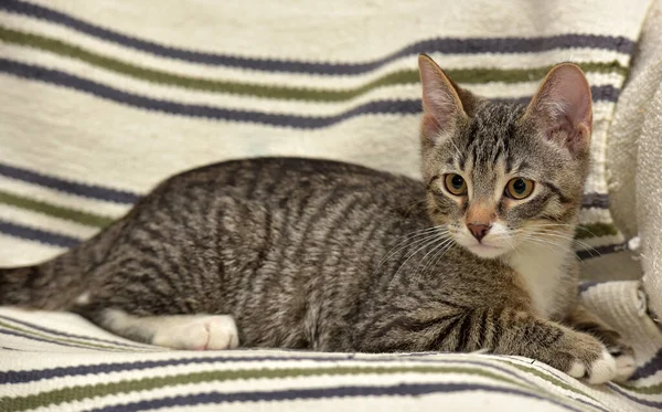 Striped Brown Kitten Couch — Stock Photo, Image