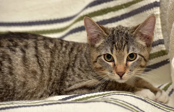 带条纹的棕色小猫在沙发上 — 图库照片