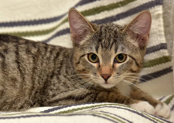 소파에 줄무늬 고양이 — 스톡 사진
