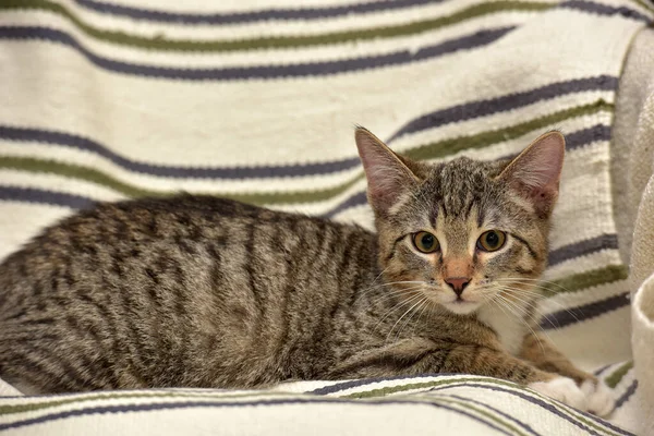 Striped Brown Kitten Couch — Stock Photo, Image