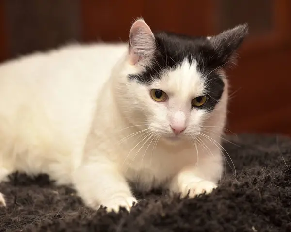 Weiß Mit Schwarzen Flecken Gesicht Einer Katze Nahaufnahme — Stockfoto