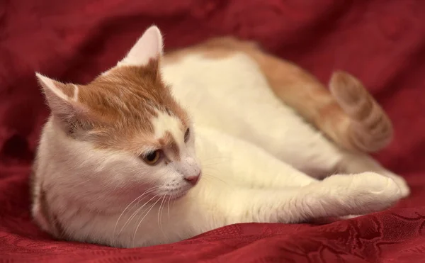 แมวส แดงและขาวนอนอย บนพ นหล แดง — ภาพถ่ายสต็อก