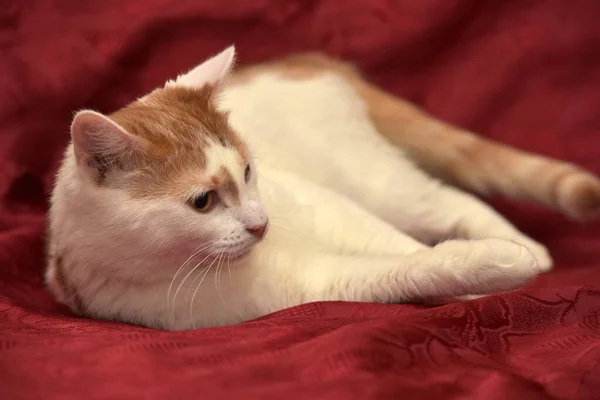Красно Белая Кошка Лежит Красном Фоне — стоковое фото