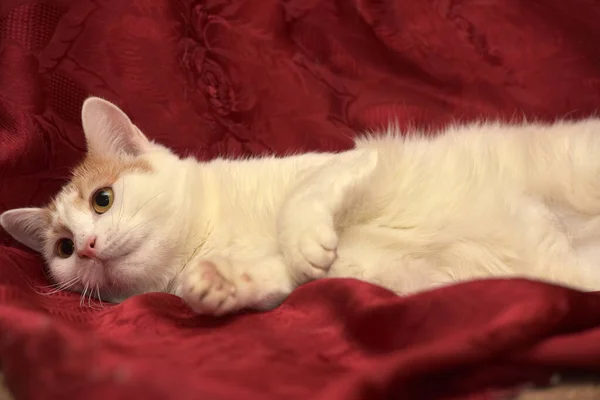 Rood Witte Kat Ligt Een Rode Achtergrond — Stockfoto