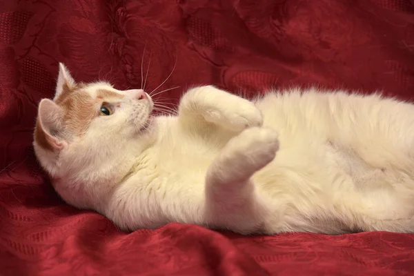 Gato Rojo Blanco Encuentra Sobre Fondo Rojo —  Fotos de Stock