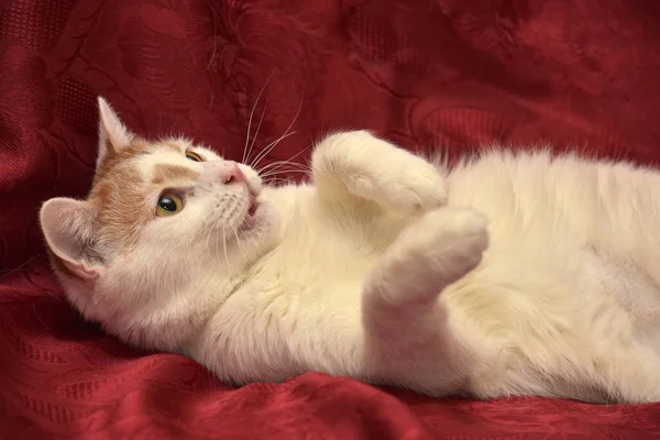 Красно Белая Кошка Лежит Красном Фоне — стоковое фото
