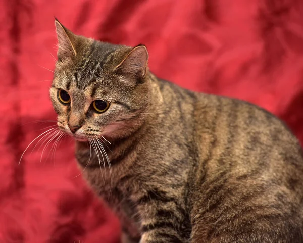 Cute Striped Cat Red Background — Stock Photo, Image