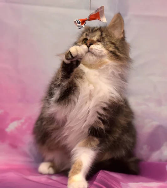 Χαριτωμένο Παιχνιδιάρικο Γούνινο Γάτα Πιάνει Ένα Παιχνίδι — Φωτογραφία Αρχείου