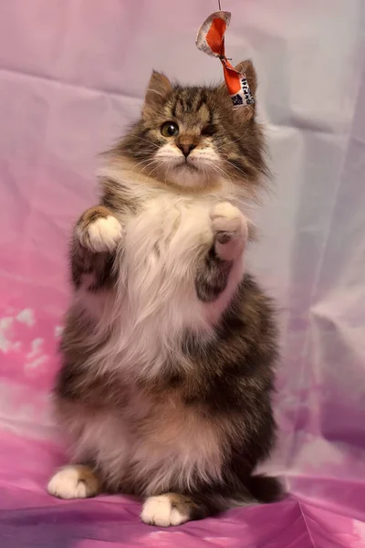 Cute Playful Furry Cat Catches Toy — Stock Photo, Image