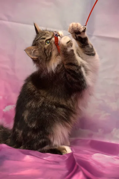 Lindo Juguetón Peludo Gato Capturas Juguete — Foto de Stock