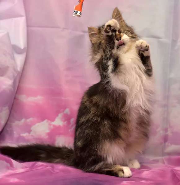 Roztomilý Hravý Chlupatý Kočka Chytí Hračku — Stock fotografie