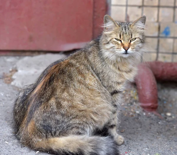 Vacker Fluffig Herrelös Katt Gatan — Stockfoto