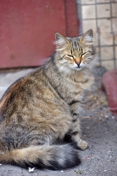 Beautiful Fluffy Stray Cat Street — Stock Photo, Image