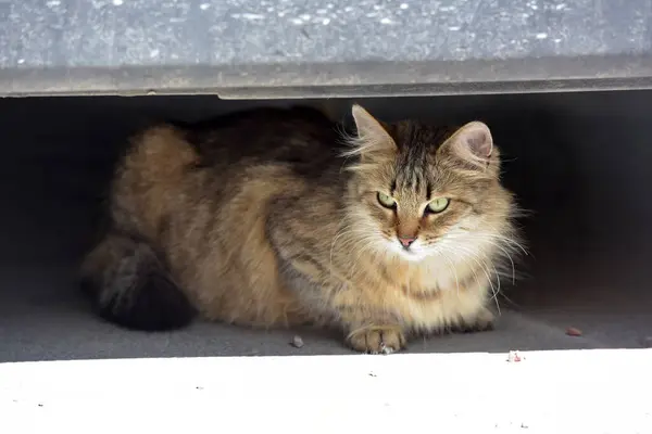 Schöne Flauschige Streunende Katze Auf Der Straße — Stockfoto