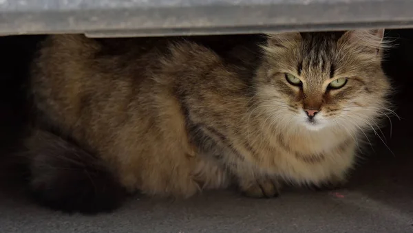 Schöne Flauschige Streunende Katze Auf Der Straße — Stockfoto