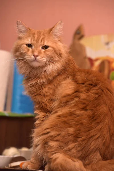 美しいふわふわの赤い猫が座っている — ストック写真