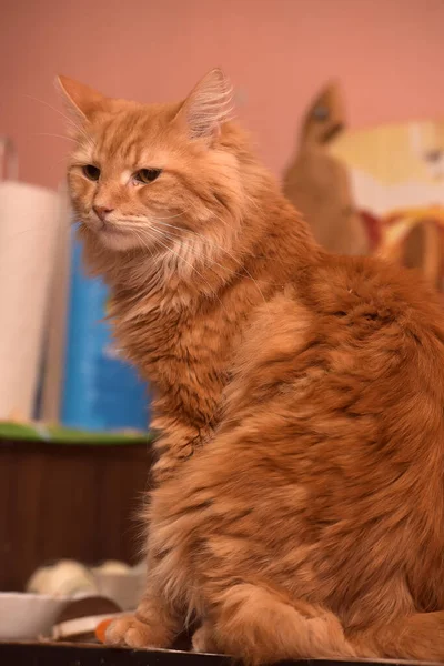 Vacker Fluffig Röd Katt Sitter — Stockfoto