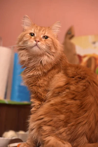 Vacker Fluffig Röd Katt Sitter — Stockfoto