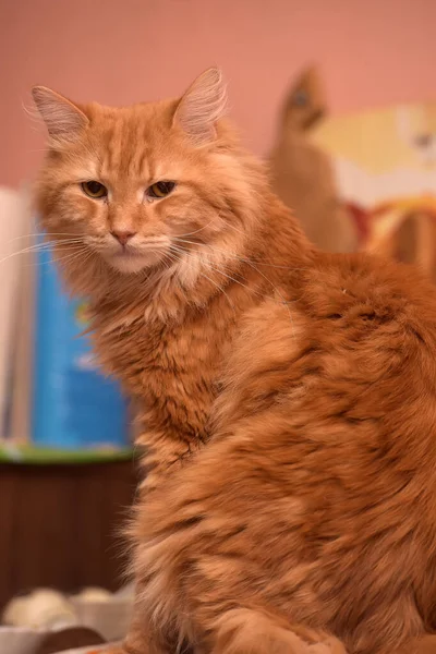 Schöne Flauschige Rote Katze Sitzt — Stockfoto