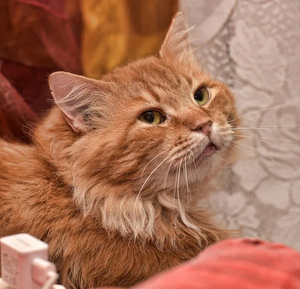 Красивий Пухнастий Портрет Імбирного Кота — стокове фото