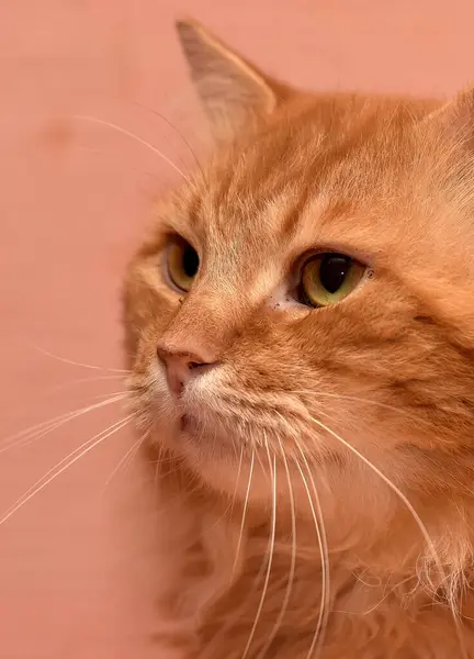 Красивый Пушистый Рыжий Кошачий Портрет — стоковое фото