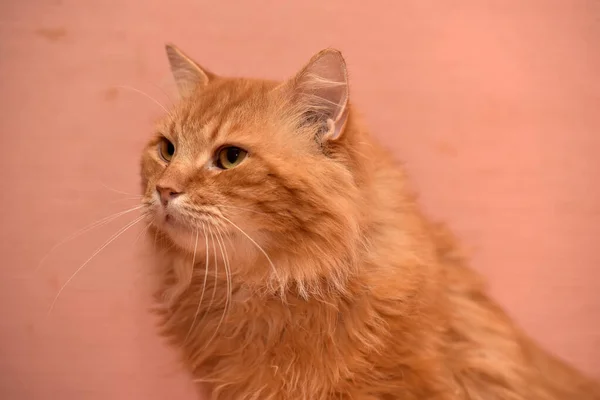 美しいふわふわの生姜猫の肖像画 — ストック写真