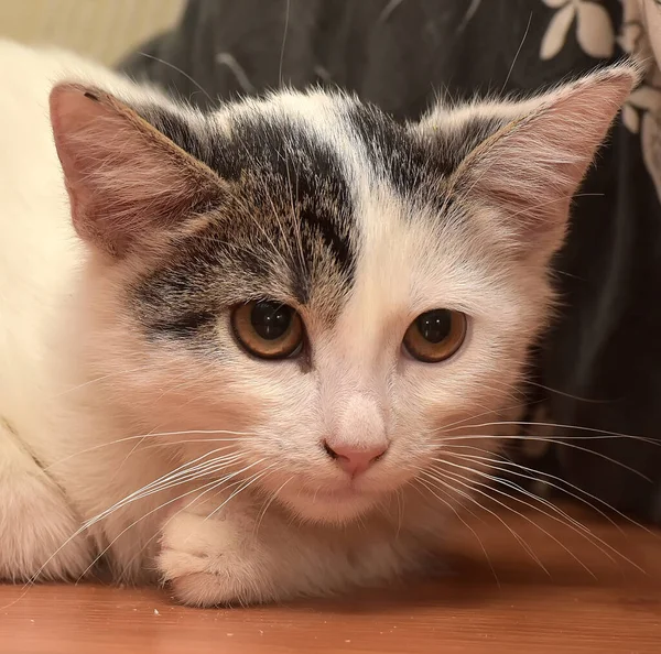 Blanco Con Gris Pequeño Gatito Primer Plano — Foto de Stock