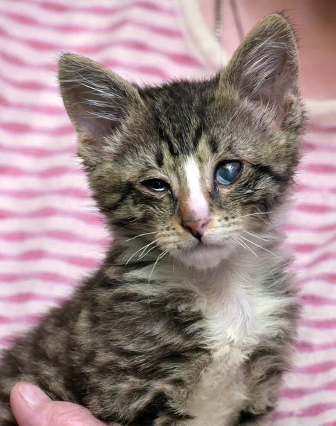 Piccolo Gattino Strisce Con Gli Occhi Doloranti Rifugio Volontario Tra — Foto Stock