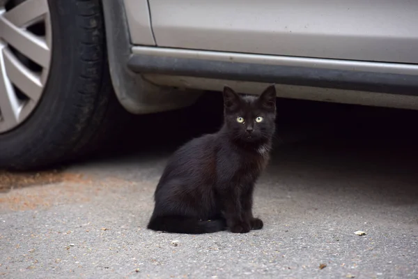 Чорний Бездомний Кошеня Вулиці Біля Машини — стокове фото
