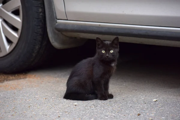 Chaton Noir Sans Abri Dans Rue Par Voiture — Photo