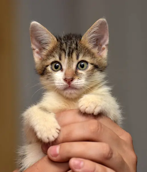 Divertido Gatito Las Manos —  Fotos de Stock