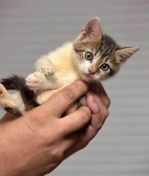 Piccolo Gattino Divertente Mano — Foto Stock