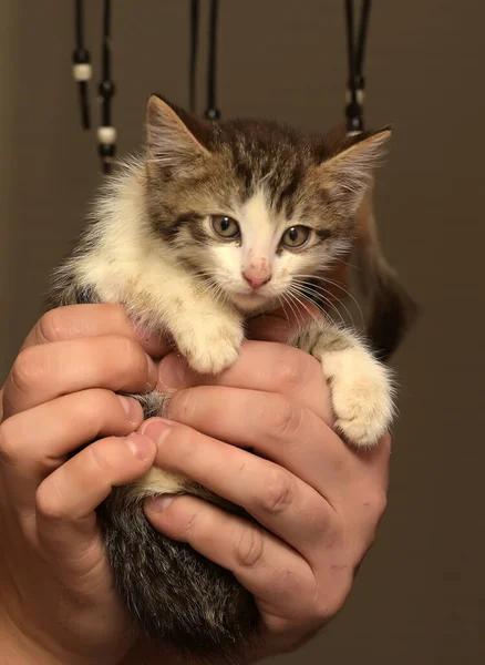 Piccolo Gattino Divertente Mano — Foto Stock