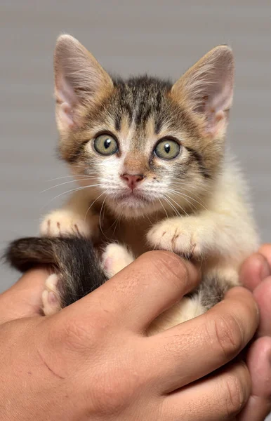 Śmieszne Mały Kotek Rękach — Zdjęcie stockowe